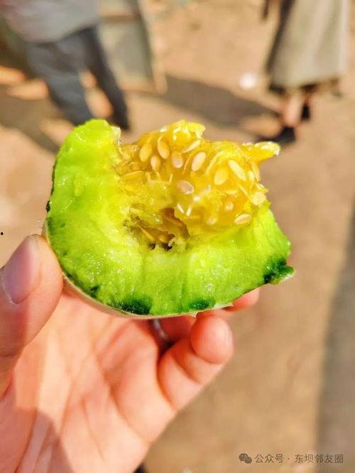 吃瓜香甜,揭秘美味瓜果的种植与品尝之道