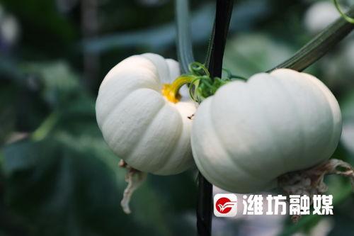 潍坊吃瓜群,揭秘当地美食文化圈