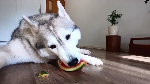 小哈士奇吃瓜,萌态十足，网友直呼可爱爆表！