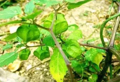 吃甜杆吃瓜,品味甜杆与瓜果的清新滋味