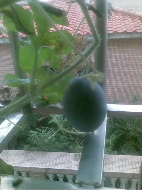 阳台吃瓜乌龙事件,一场误会引发的社区风波