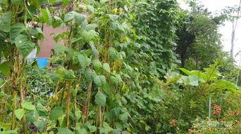 吃瓜的豌豆苗怎么吃,清新口感，营养满分