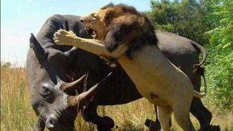 犀牛吃蓝瓜,一场生态奇观的诞生