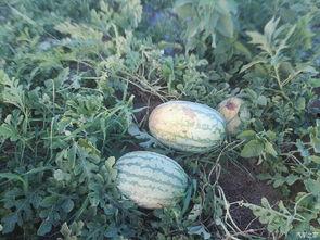 吃瓜视论坛频,揭秘吃瓜视论坛热门视频背后的故事