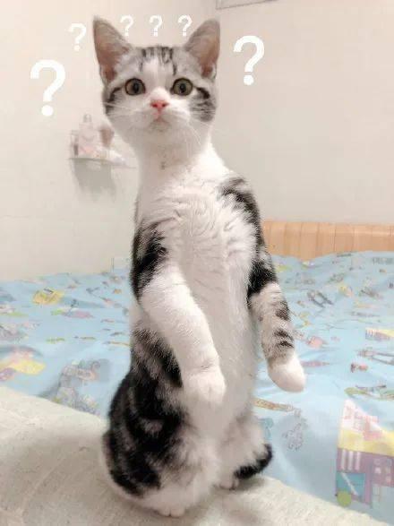 猫咪可以吃瓜尖,瓜尖，猫咪的新宠