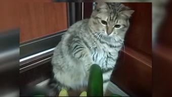 小猫吵架吃瓜,小猫吵架吃瓜现场直击